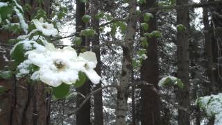 preview picture of video 'Snowing on the Dogwoods in Dorrington CA'