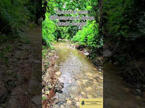 HACIENDA 500 HECTAREAS EN VENTA JIPIJAPA MANABI