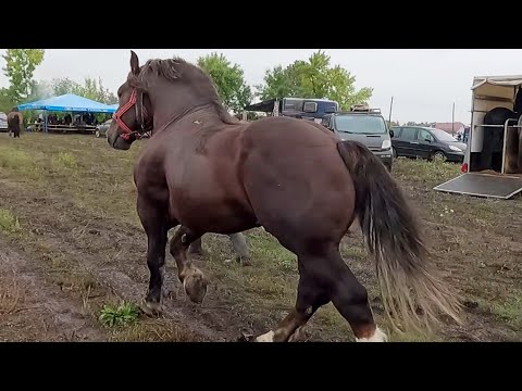 Armăsarii lui Vlad Micu de la Lucăcești-Maramureș 2022