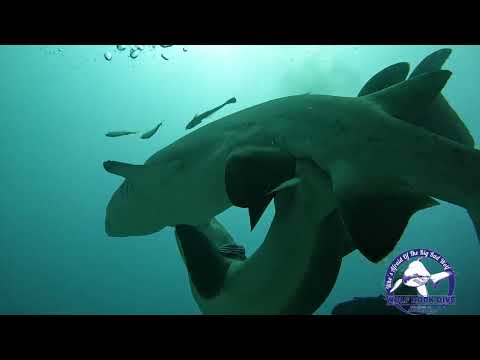 The first ever recording of Grey Nurse Sharks/Raggies/Sand Tigers mating in the wild! Wolf Rock