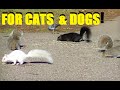 Entertainment Videos For Cats and Dogs To Watch - Squirrel and Bird Fun Entertainment Videos For Cats and Dogs To Watch - Squirrel and Bird Fun