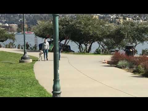 Buddy, an adopted Labrador Retriever & Husky Mix in San Francisco, CA_image-1