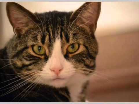 HAPPY BIRTHDAY !  TARA, FROM LUCKY