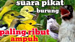 Download lagu KUTILANG RIBUT 💯% KOMBINASI SUARA CIPOH / SIRTU DAN BURCIL RIBUT PALING AMPUH DURASI PANJANG mp3 Download lagu KUTILANG RIBUT 💯% KOMBINASI SUARA CIPOH / SIRTU DAN BURCIL RIBUT PALING AMPUH DURASI PANJANG mp3