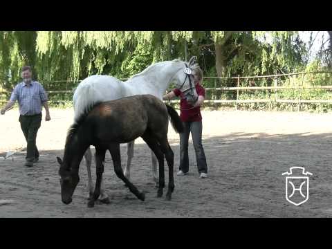 IZ117 Stutfohlen von Colman   Favory AA   Cascavelle