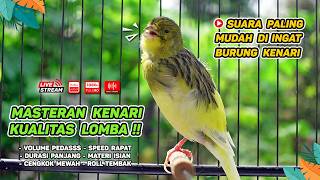 Download lagu Kenari GACOR NGEREK‼️ Masteran Kenari PAUD dan Pancingan Kenari MACET BUNYI dan Betina NGIWIR - 252 mp3 Download lagu Kenari GACOR NGEREK‼️ Masteran Kenari PAUD dan Pancingan Kenari MACET BUNYI dan Betina NGIWIR - 252 mp3