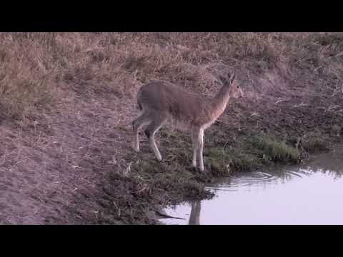 Djuma: Duiker pair - 05:51 - 09/04/18