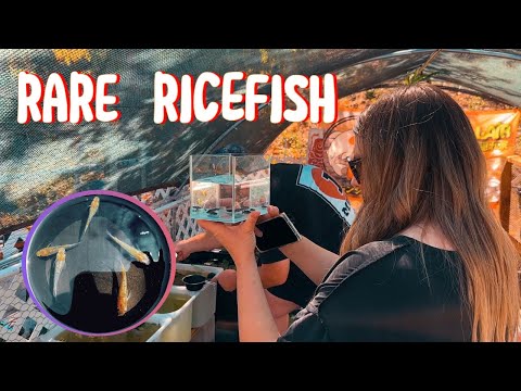 Inside the Medaka Lair: Rare & Unique Ricefish Strains You’ve Never Seen!