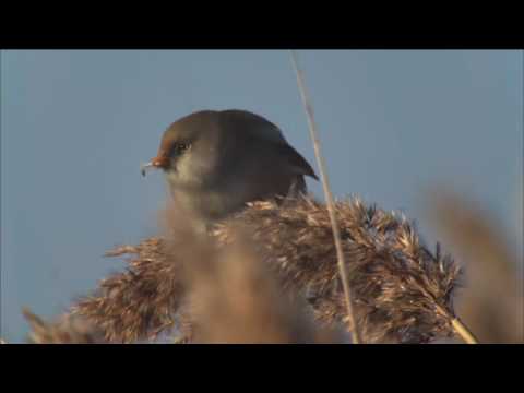 Sielmanns heimische Tiere - Die Bartmeise