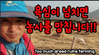 욕심이 과하면 농사를 망치게 합니다.... Too much greed ruins farming.