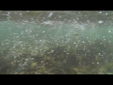 Vobler Daiwa Tournament Wise Minnow 7.0cm 7.5g Chart Back Zebra S