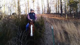 Shasta Quarter Horse Mare For Sale
