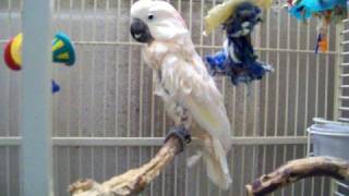 preview picture of video 'Fred, Moluccan Cockatoo at the shelter'