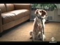Pubblicità Heineken Ralph Dog