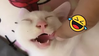 Best Funny Animals 2023 😂 Funniest Cats and Dogs 😻