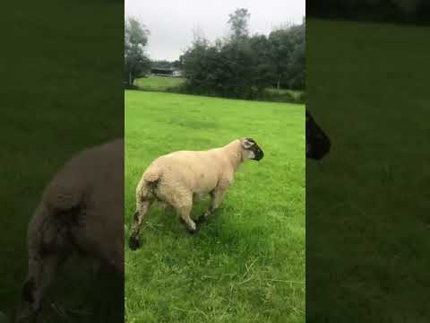 , title : 'Hybrid ram lamb'