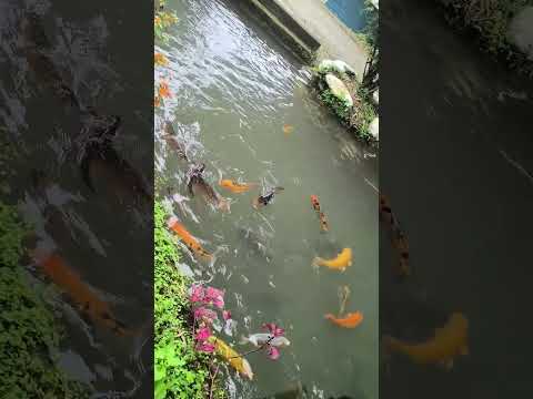 Sábado 4 de Abril de 2026,Zoológico Arco Napo Tena 