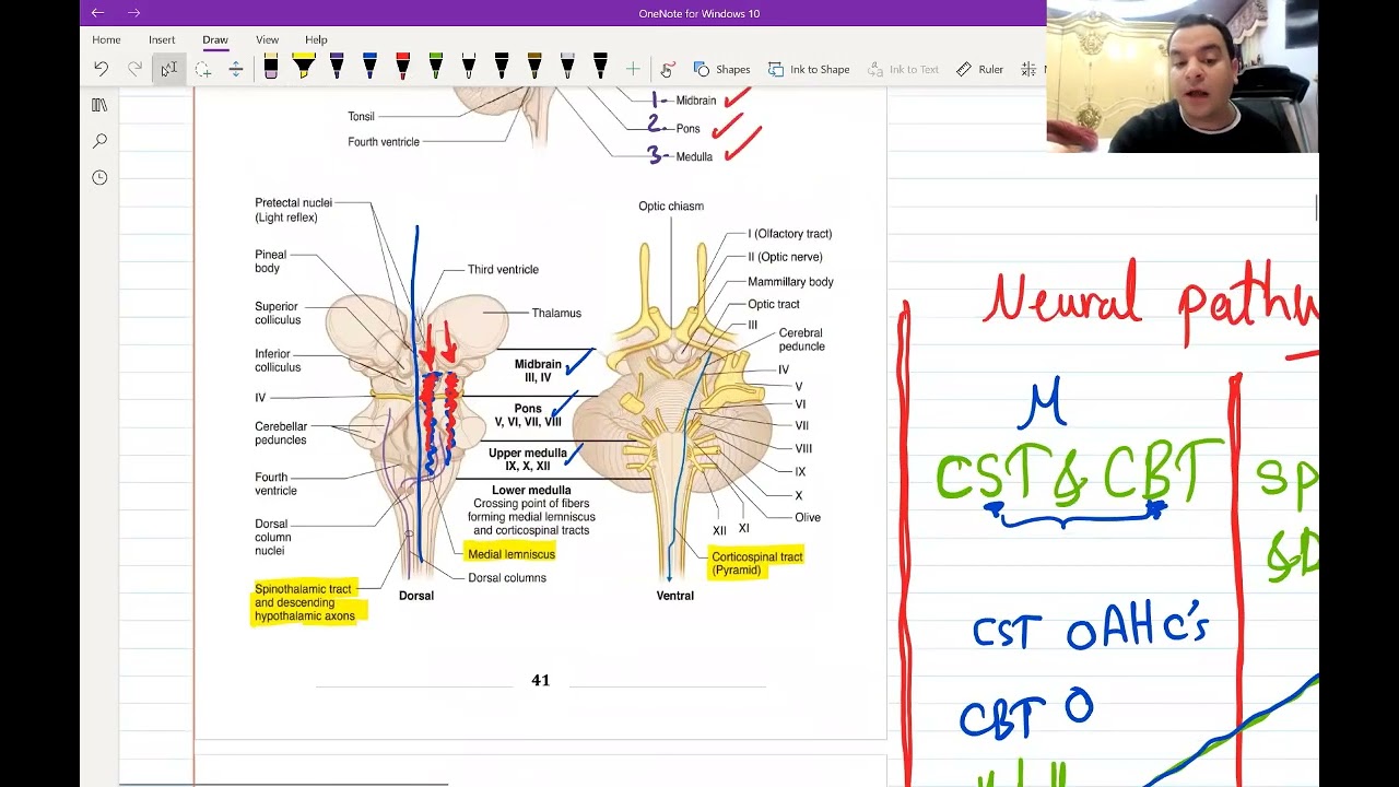 4. Basics of Neuroanatomy for USMLE - (Free trial Link in Description Below)