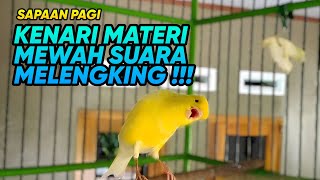 Download lagu 🔴#6 Kenari Gacor Panjang_Most beautifull song for training canary bird lets try now epidode 5 mp3 Download lagu 🔴#6 Kenari Gacor Panjang_Most beautifull song for training canary bird lets try now epidode 5 mp3