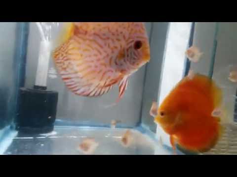 2016 08 26 בני חודש