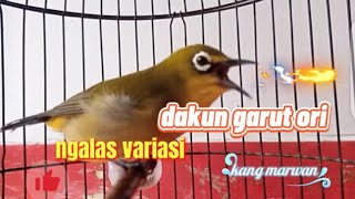 Download lagu pleci dakun garut ori ngallas variasi isian mewah memancing emosi mp3 Download lagu pleci dakun garut ori ngallas variasi isian mewah memancing emosi mp3