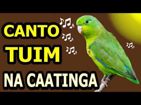 O LINDO CANTO TUIM NA CAATINGA /  Papacu / Cuiubinha / Chuim / Blue-winged Parrotlet