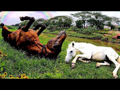 , title : 'Kuda..!! Lihat Prilaku Kuda Delman BKT Berguling-guling di Rumput Santuy Banget - Horse | Syafira TV'