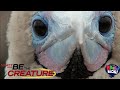 Be The Creature Pioneers Of The Galapagos Akili Kids