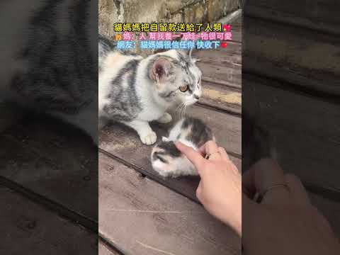 貓媽媽把自留款送給了人類💖🐱媽：人 幫我養一下娃~牠很可愛💖 網友：貓媽媽好漂亮 很信任你🌟 #cat #cute #healing #shorts #cutecat