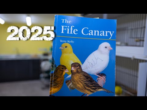TERRY KELLY FIFE CANARY BIRDROOM VISIT 2025