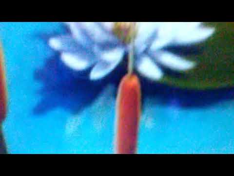 Giddy Up Bugs/A Plushy Parable (2006)