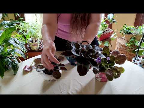 How to Prune African Violets
