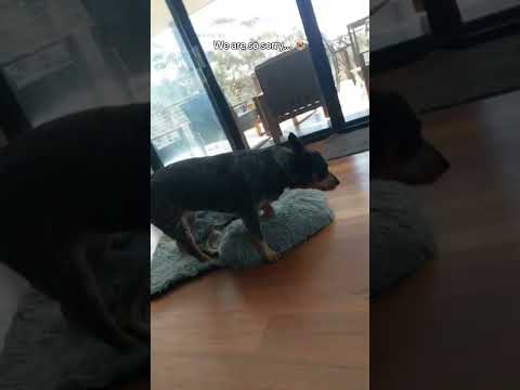 I don't want to say goodbye 🥹❤️#love #dog #cute #pets