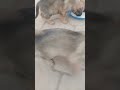 Puppy Passes Out Dead Worms After Deworming Session Puppies Puppy Puppylove