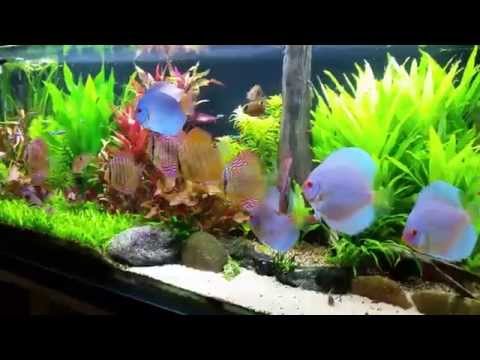 co2 planted tank/aquarium with my sweet discus fish 1080p