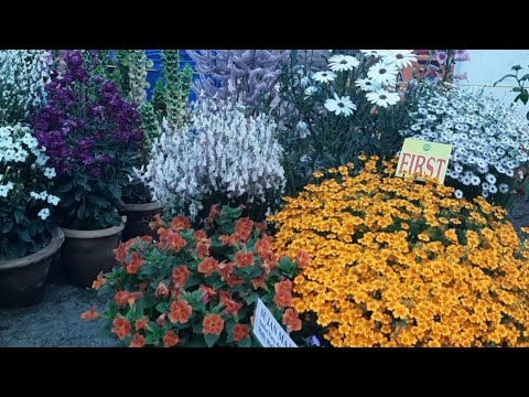 Exhibition of flowers फूल प्रदर्शनी 🌺(Pranita's garden)