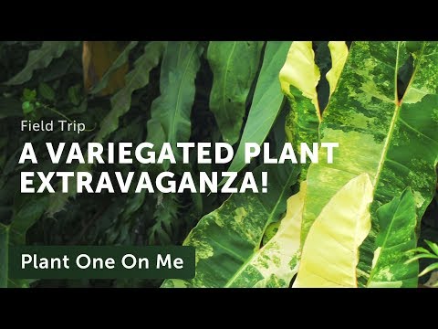 A Thai Collector's Variegated Plant Tour: Part II — Plant One On Me — Ep 141