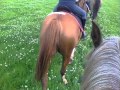 PGL Tregoyd House Pony Trekking