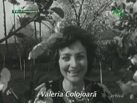 Valeria Colojoara - Mai bagita floare dulce ( Arhiva )