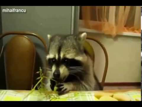 I'm a Raccoon by Poco Drom. Children's song with cute raccoons!!!