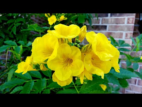 download lagu mp3 mp4 Tecoma Stans Esperanza, download lagu Tecoma Stans Esperanza gratis, unduh video klip Tecoma Stans Esperanza