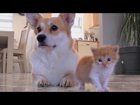 This Heartbroken Dog Adopted a Tiny Baby Kitten...