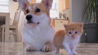 Corgi Adopts Kitten With Matching Fur After Losing Puppies in C-Section