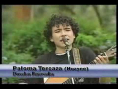 paloma torcaza