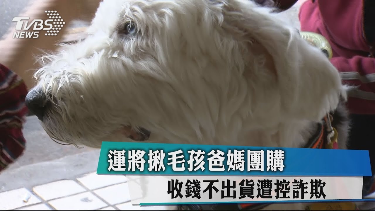 運將揪毛孩爸媽團購 收錢不出貨遭控詐欺