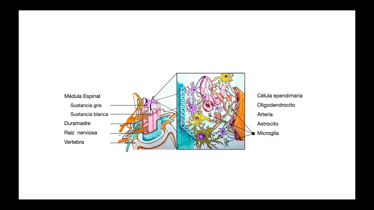 Francisco J Gonçalves R-0