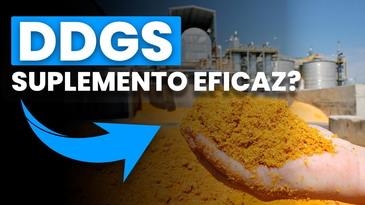 DDGS como único suplemento durante a seca