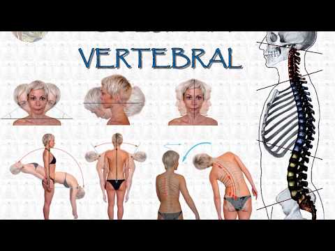 L1.2 | Spinal column | Anatomy 2 | FMed UBA