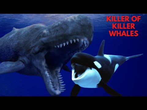 Sperm Whale vs Orca - The Killer of Killer Whales!