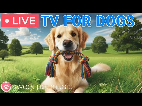 🔴24 Hours of Dog TV🎵🐶Calming Music for Dog Sleep🐾🩷Soothing Music to Relieve Dog Stress and Anxiety